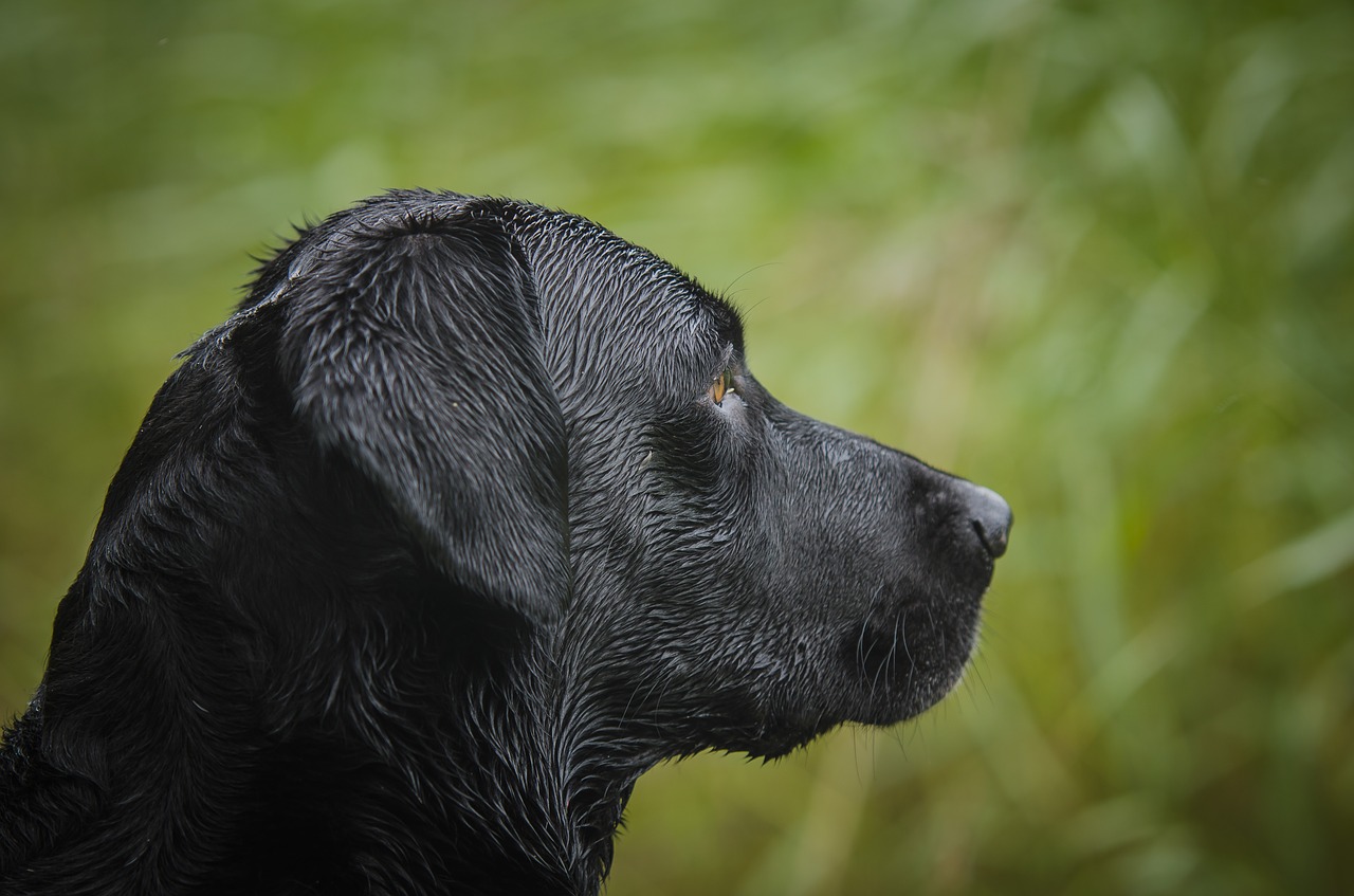 Image - labrador retriever kind bird hunting