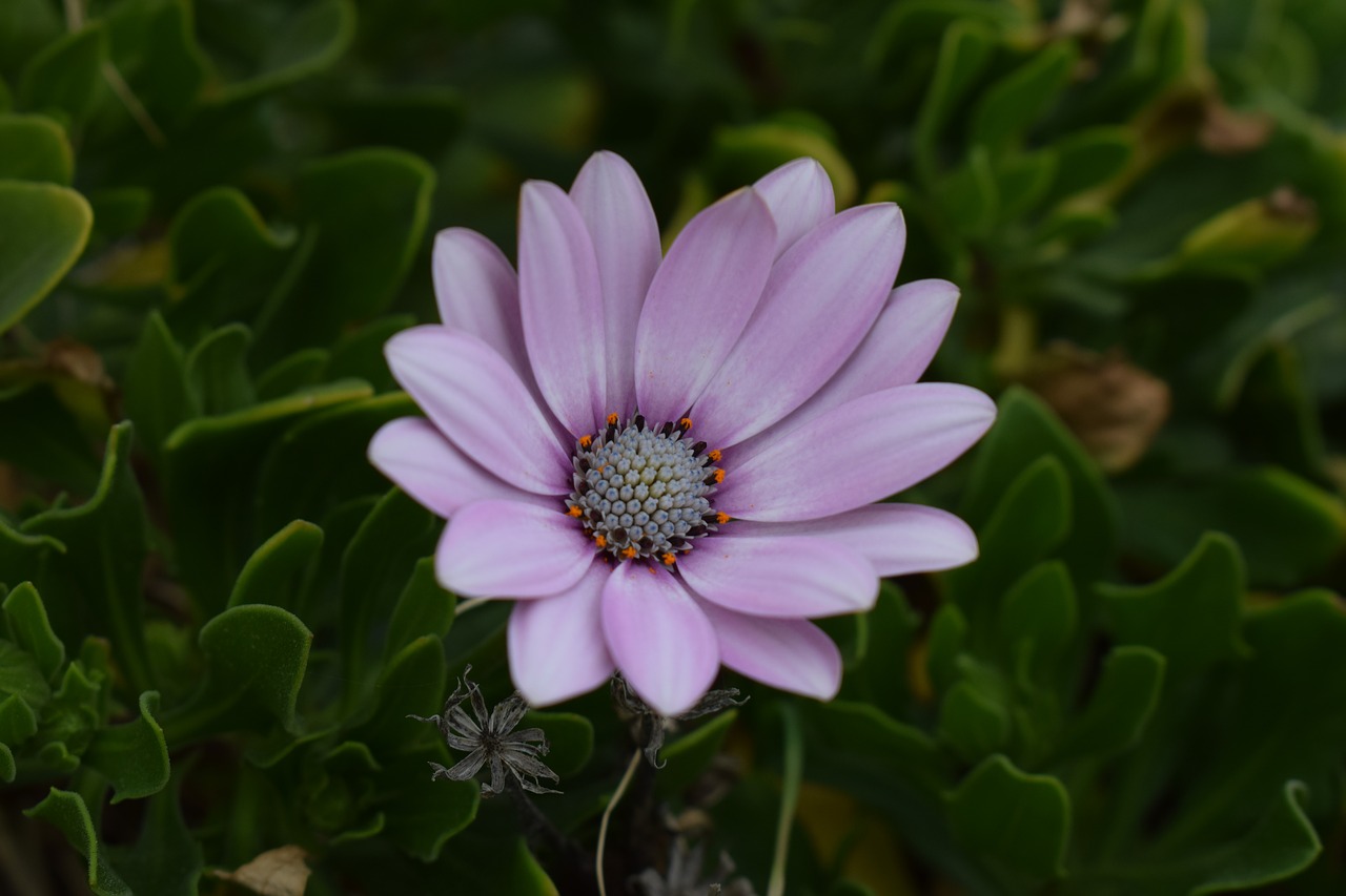 Image - african daisy osteospermum daisy