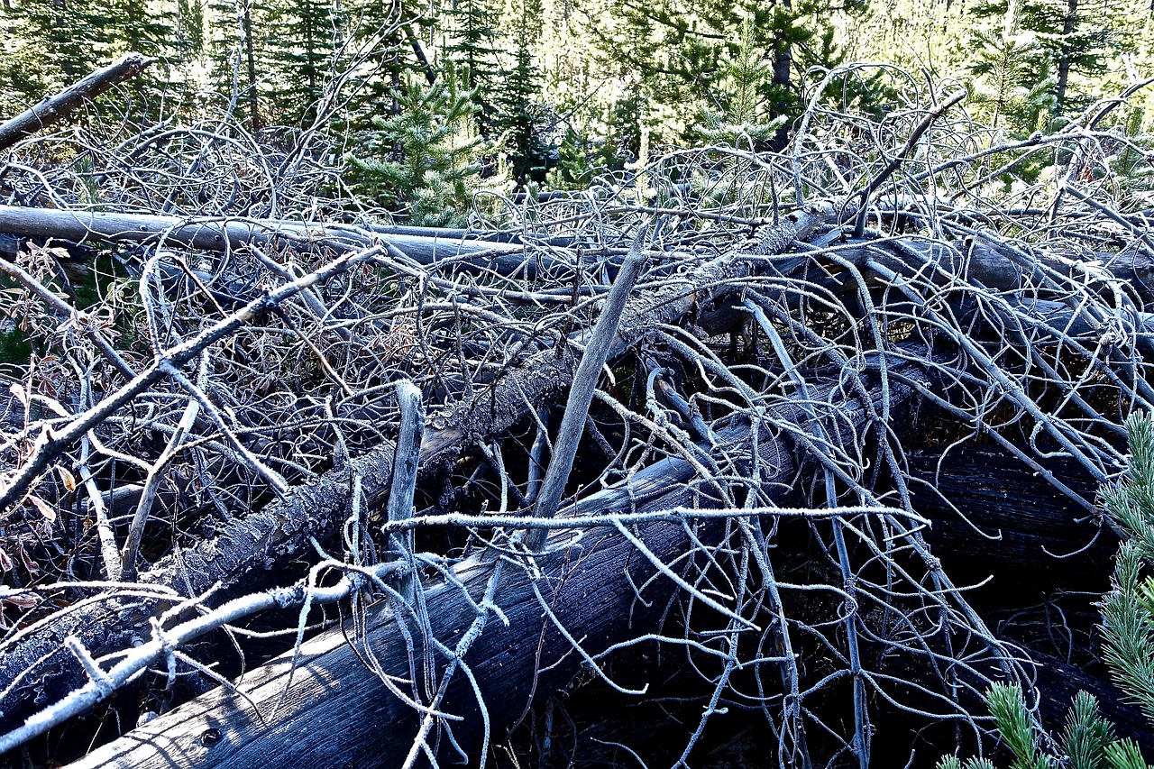 Image - roots trees cold environment