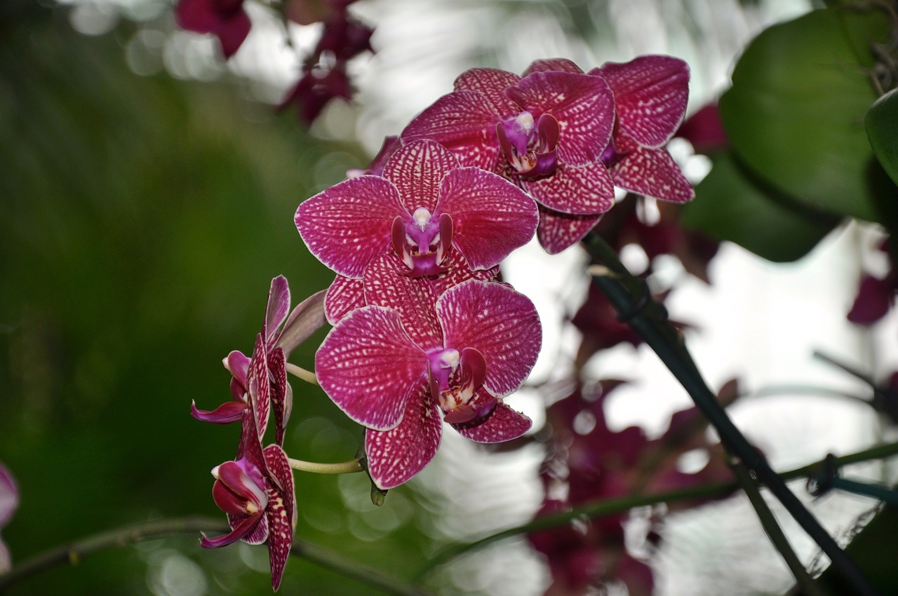 Image - orchids flowers ny botanical gardens