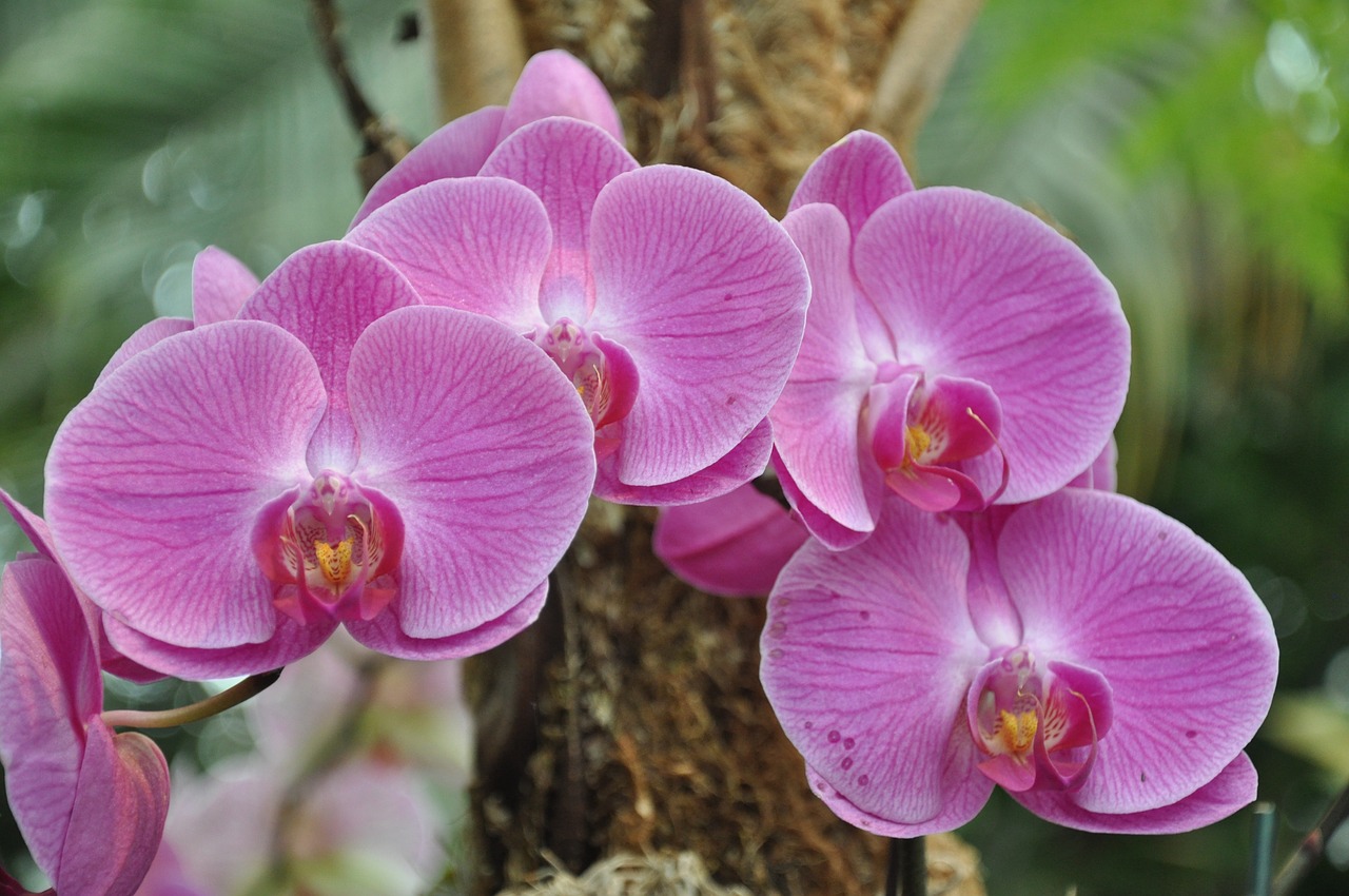 Image - orchids flowers ny botanical gardens