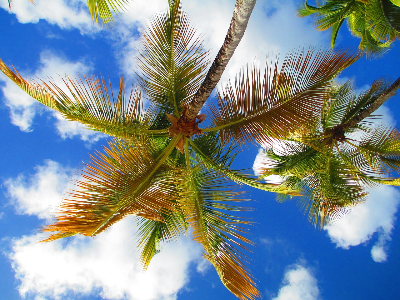 Image - sky palm tree cloud caribbean