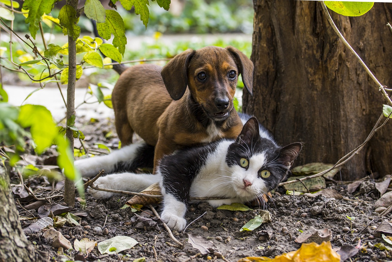 Image - dog cat dog   cat friendship pets