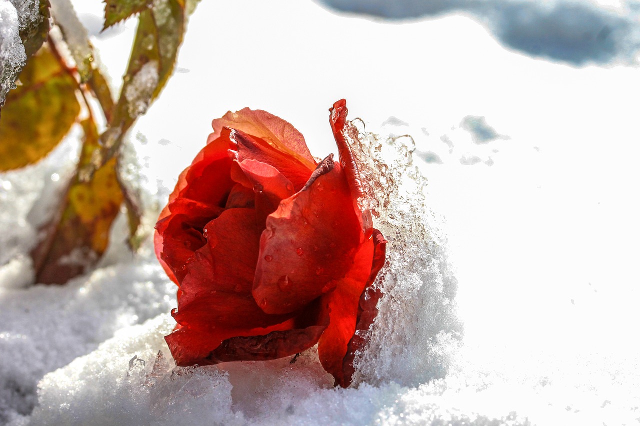 Image - rose snowy ice winter cold frost