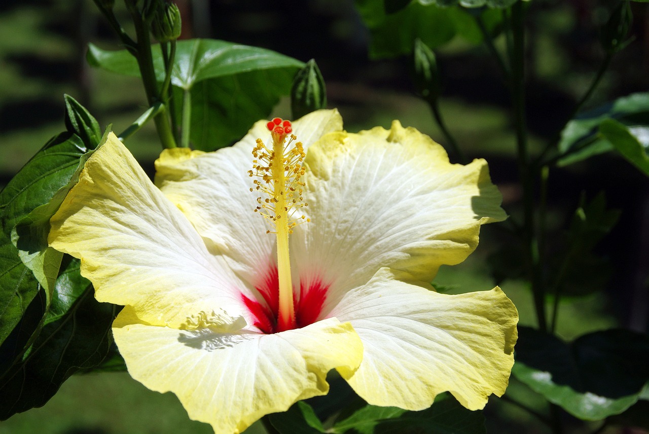 Image - hibiscus mallow flower yellow