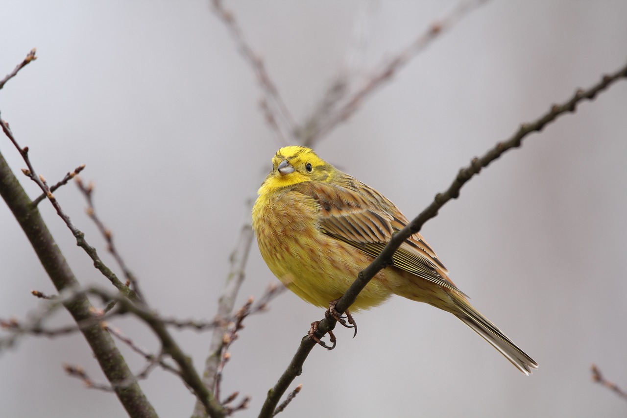 Image - goldammer birds nature songbird