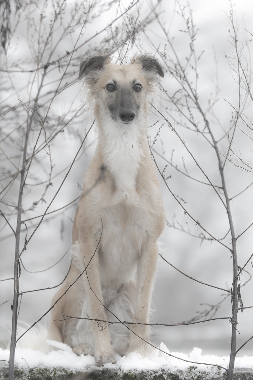 Image - silken wind sprite dog