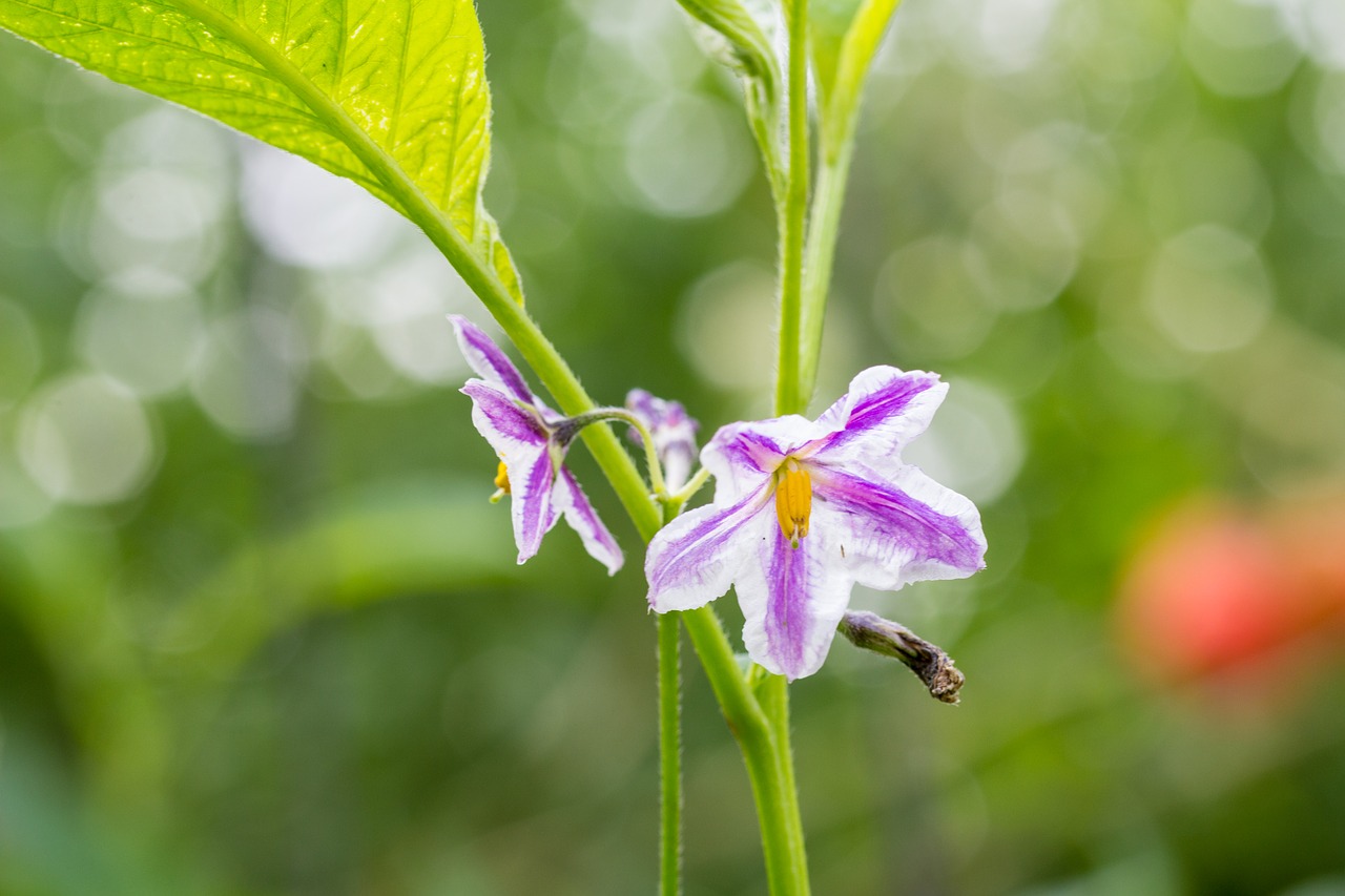 Image - flower pepino solanaceous petals