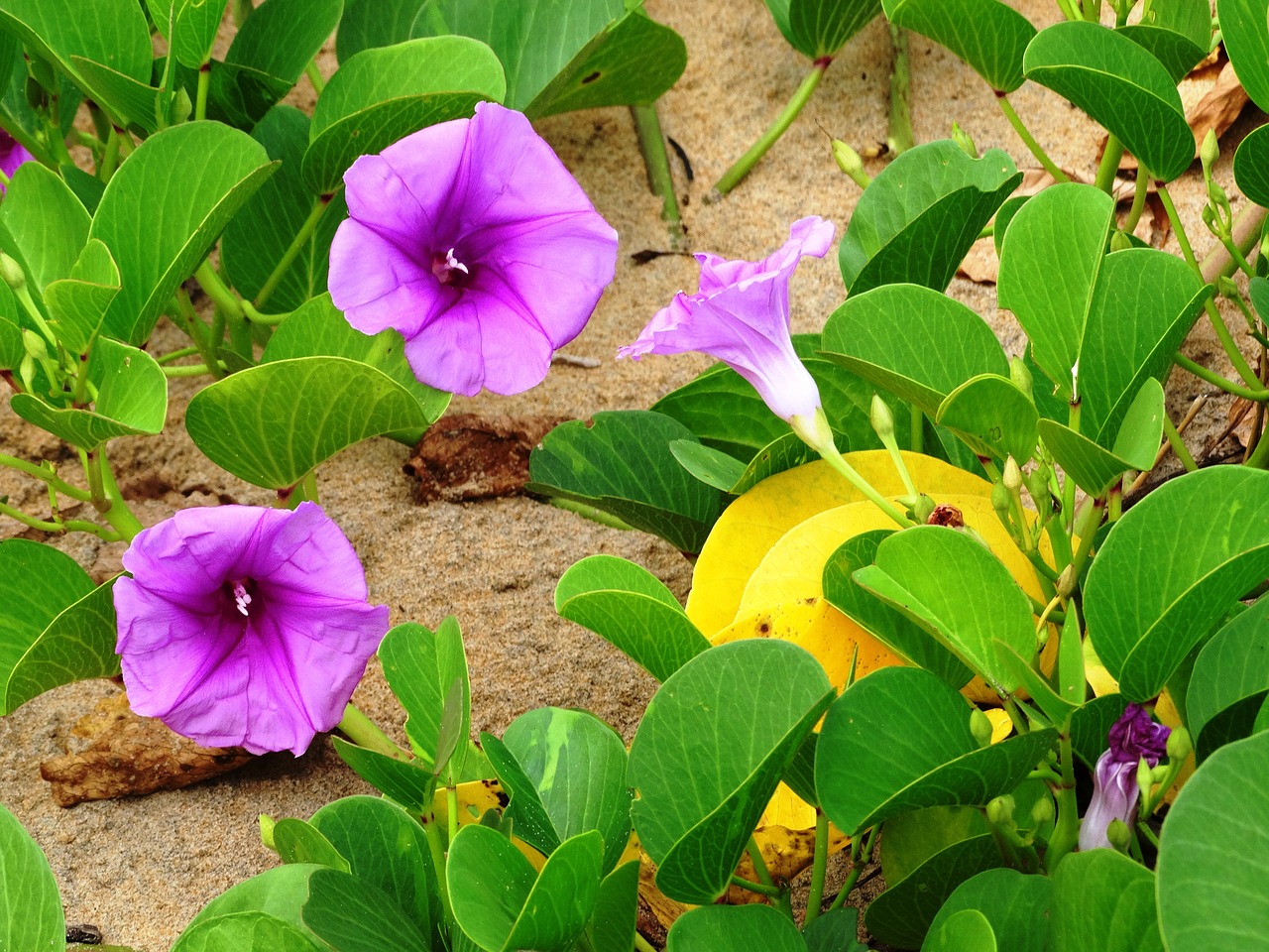Image - flowers beach tropical nature