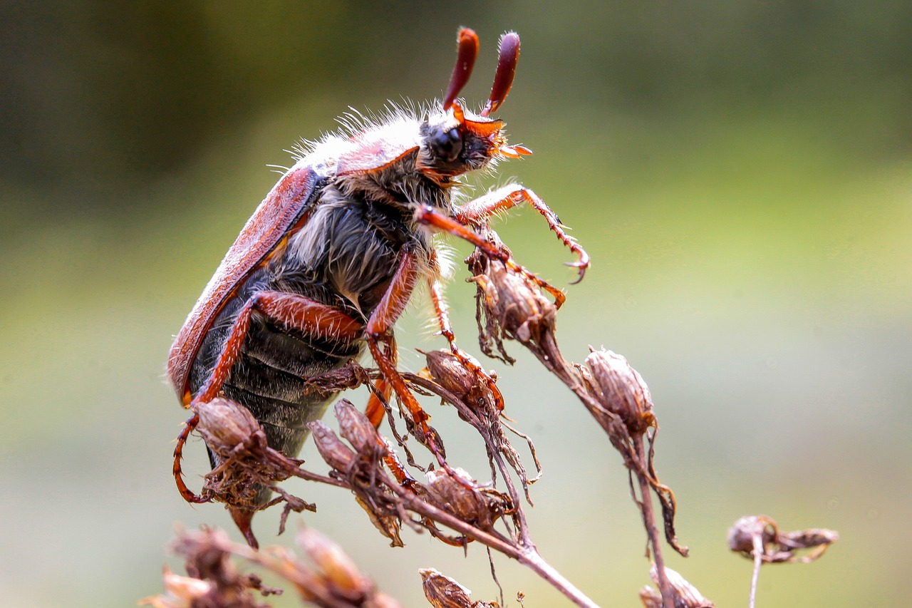 Image - may bug beetle animal insect