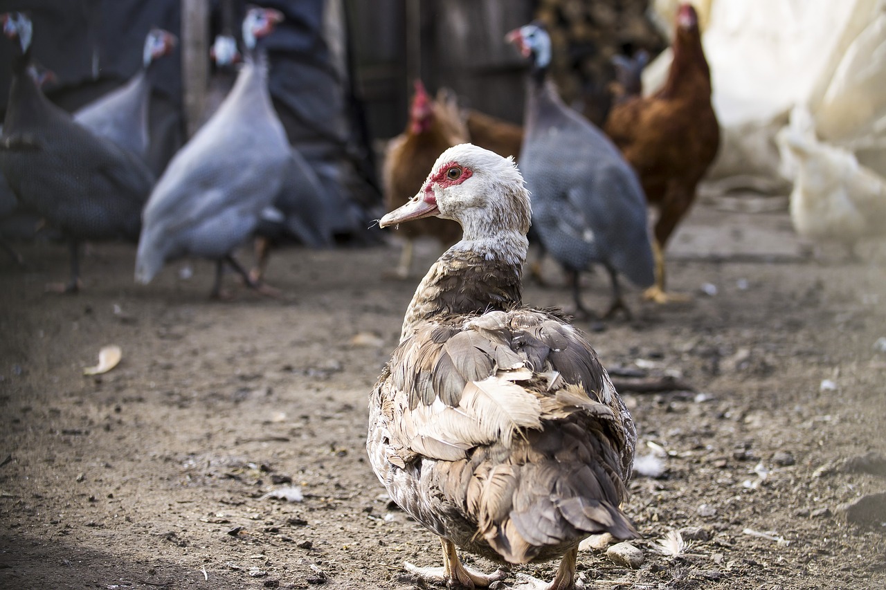 Image - duck poultry barton animals