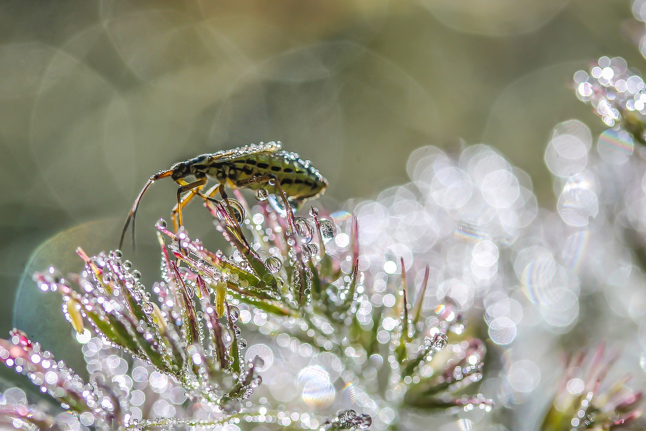 Image - insect arthropod animal macro