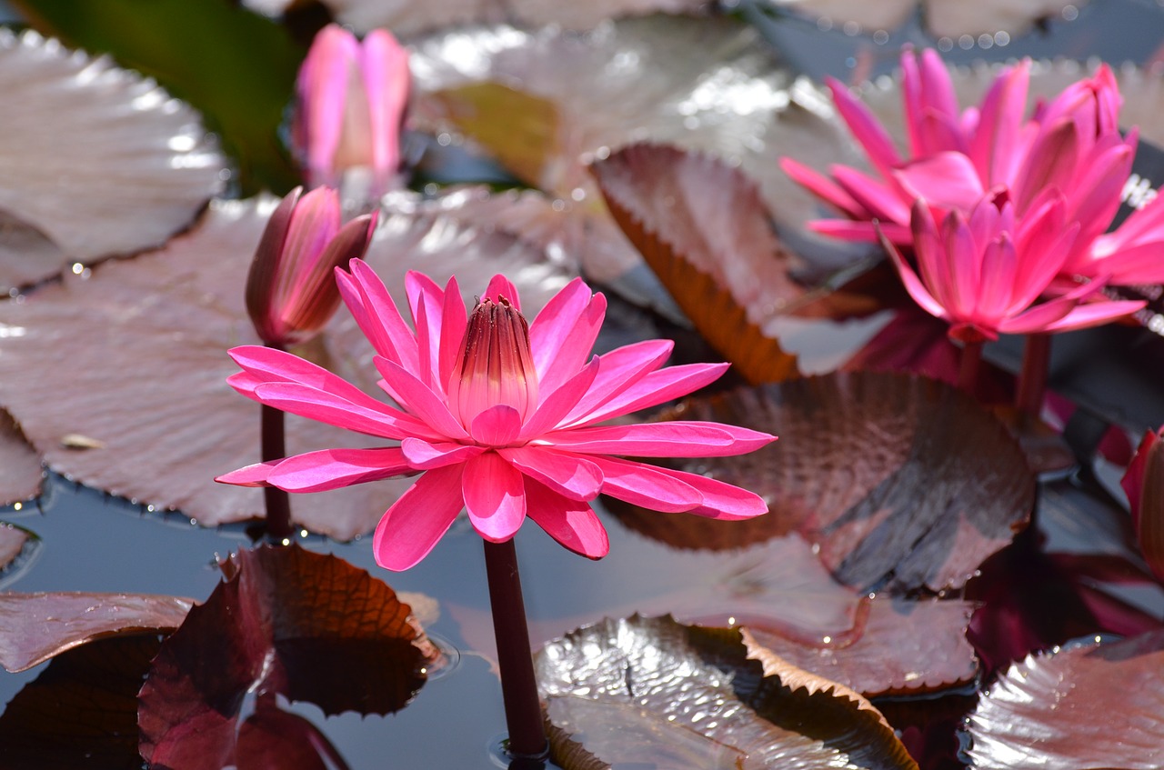 Image - botanical waterlilies flowers water