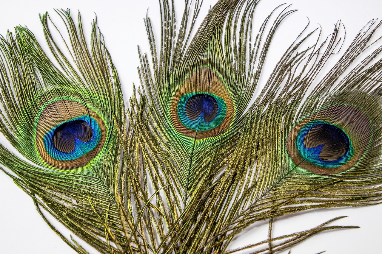 Image - peacock feather eye peacock feather