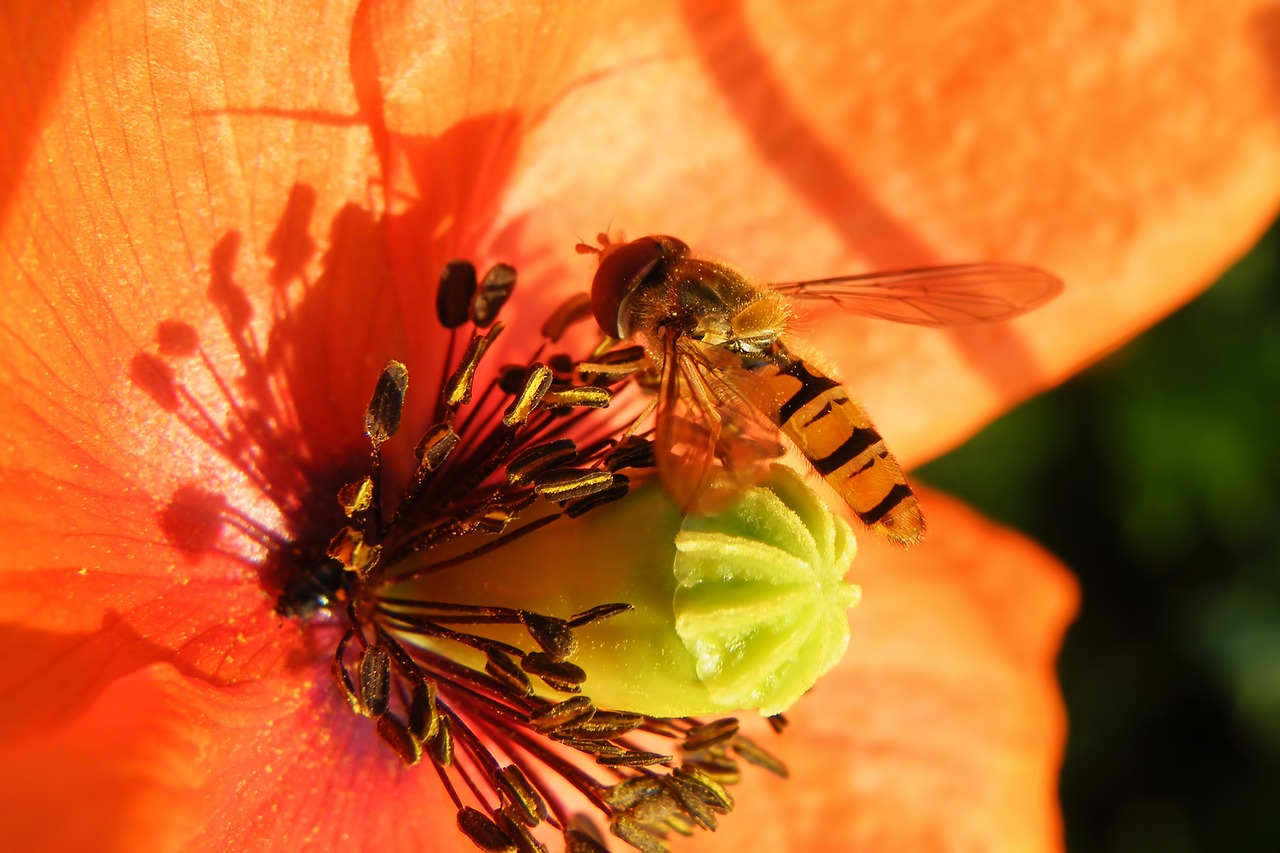Image - blossom bloom red bee insect