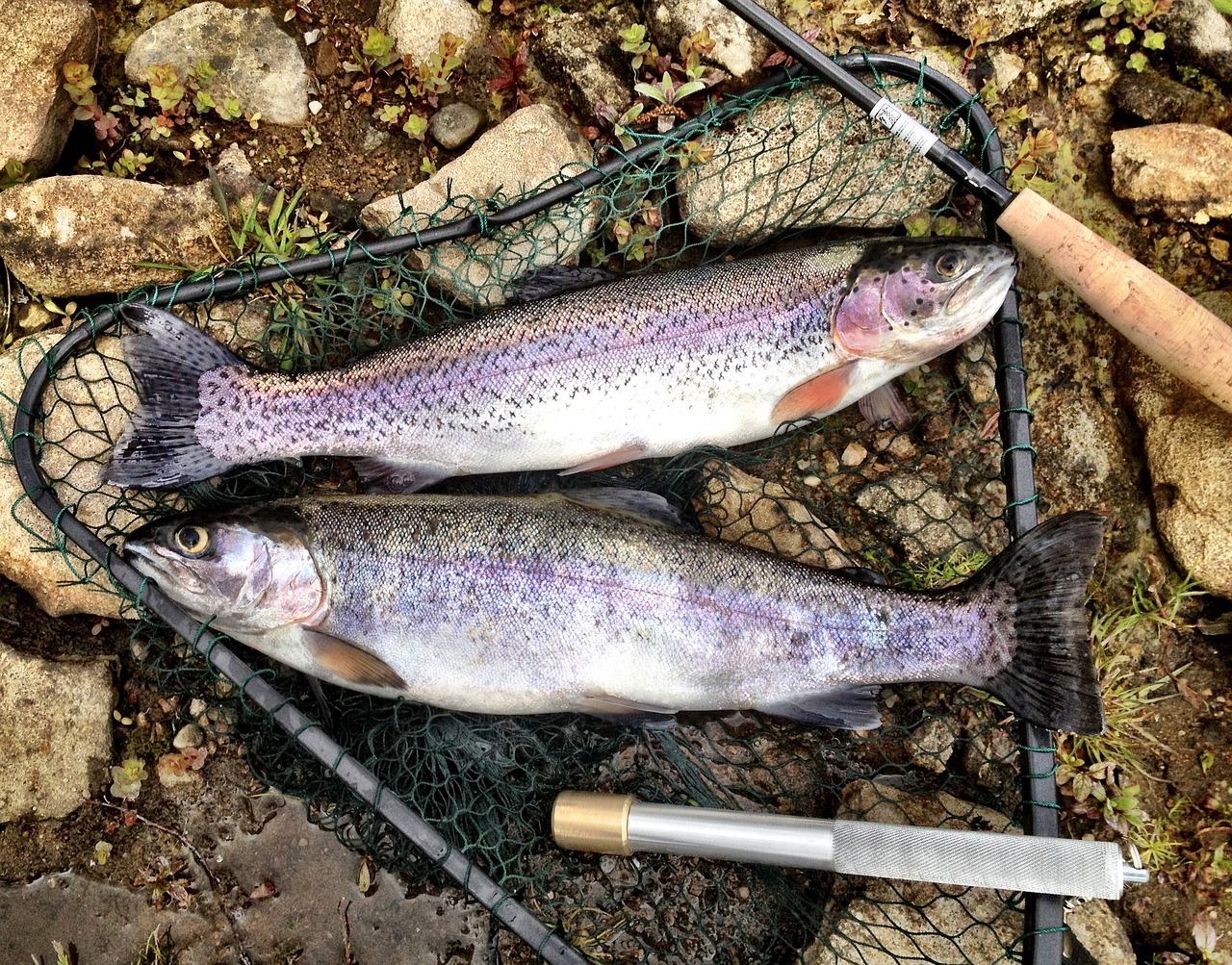 Image - trout rainbow fish fishing