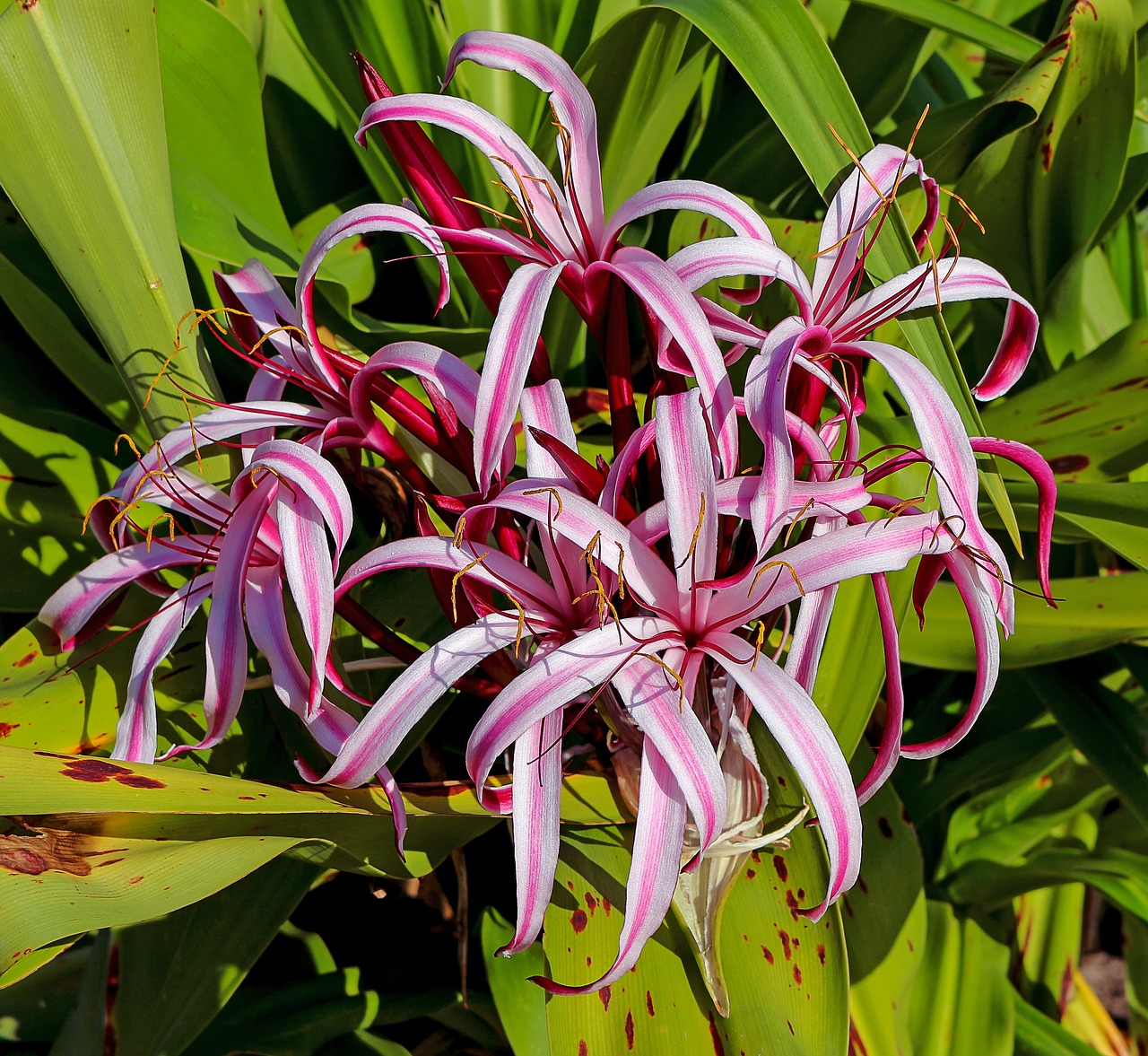 Image - crinum americanum plant flower