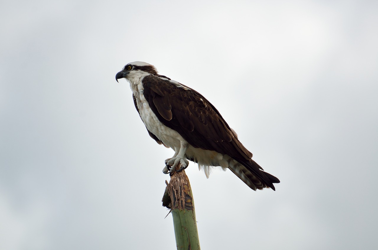 Image - osprey bird wildlife nature prey