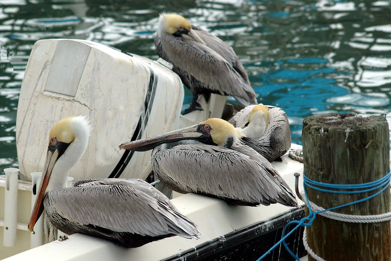 Image - pelicans bird wildlife beak