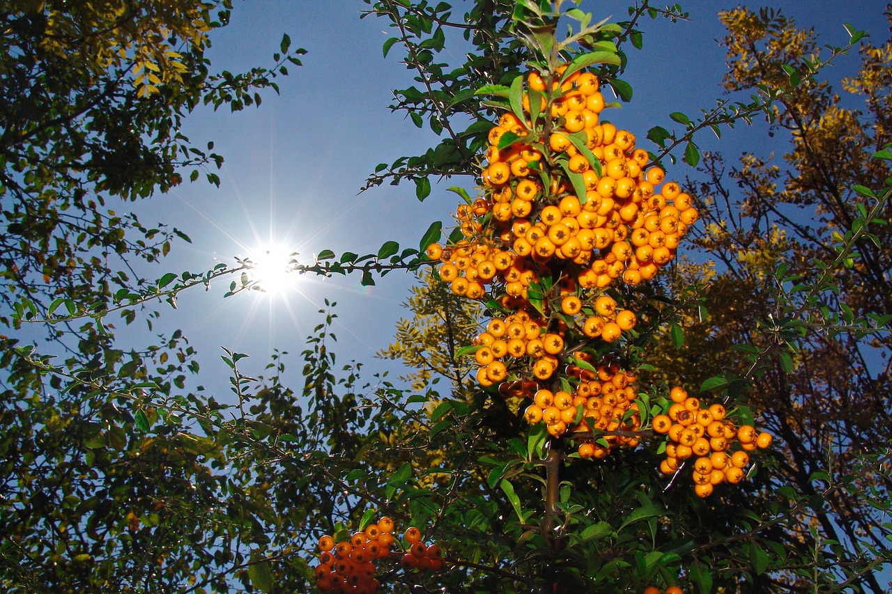 Image - autumn crop berry crop yellow fruit