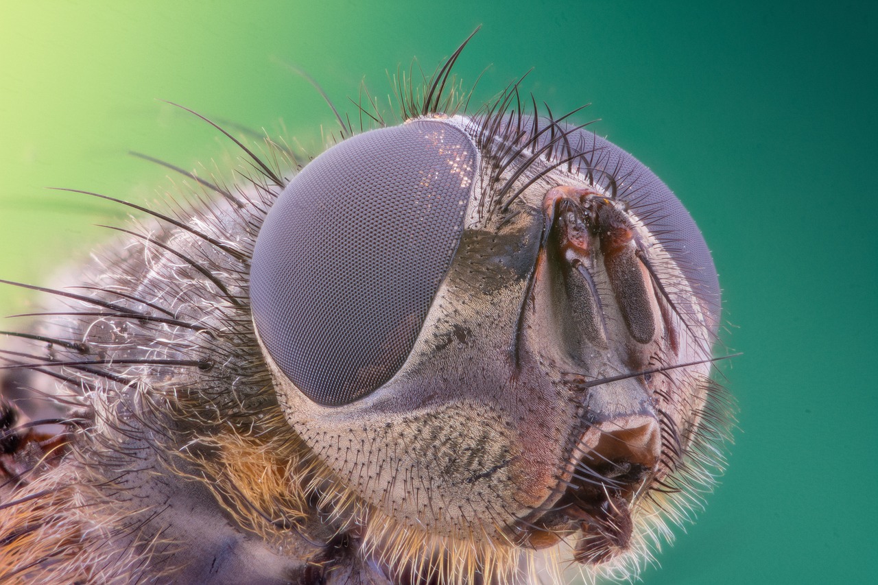 Image - macro insect bug summer green fly