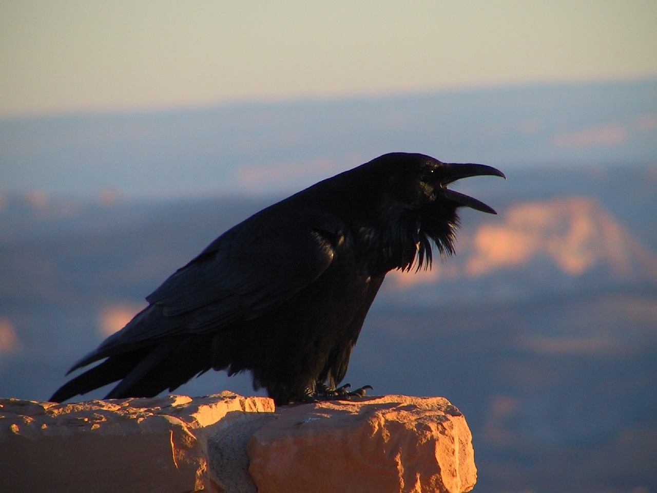 Image - raven blackbird corvus crow black