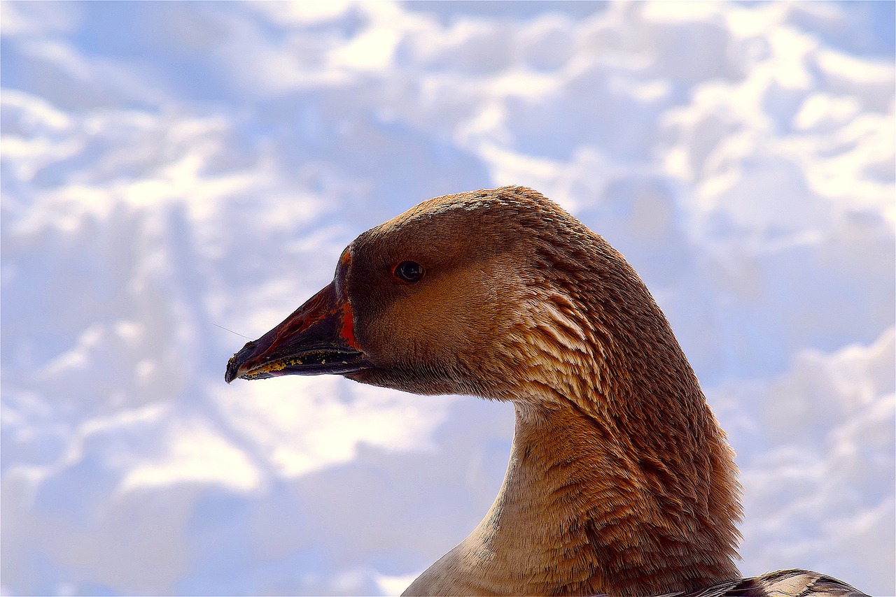 Image - goose snow colorful bright