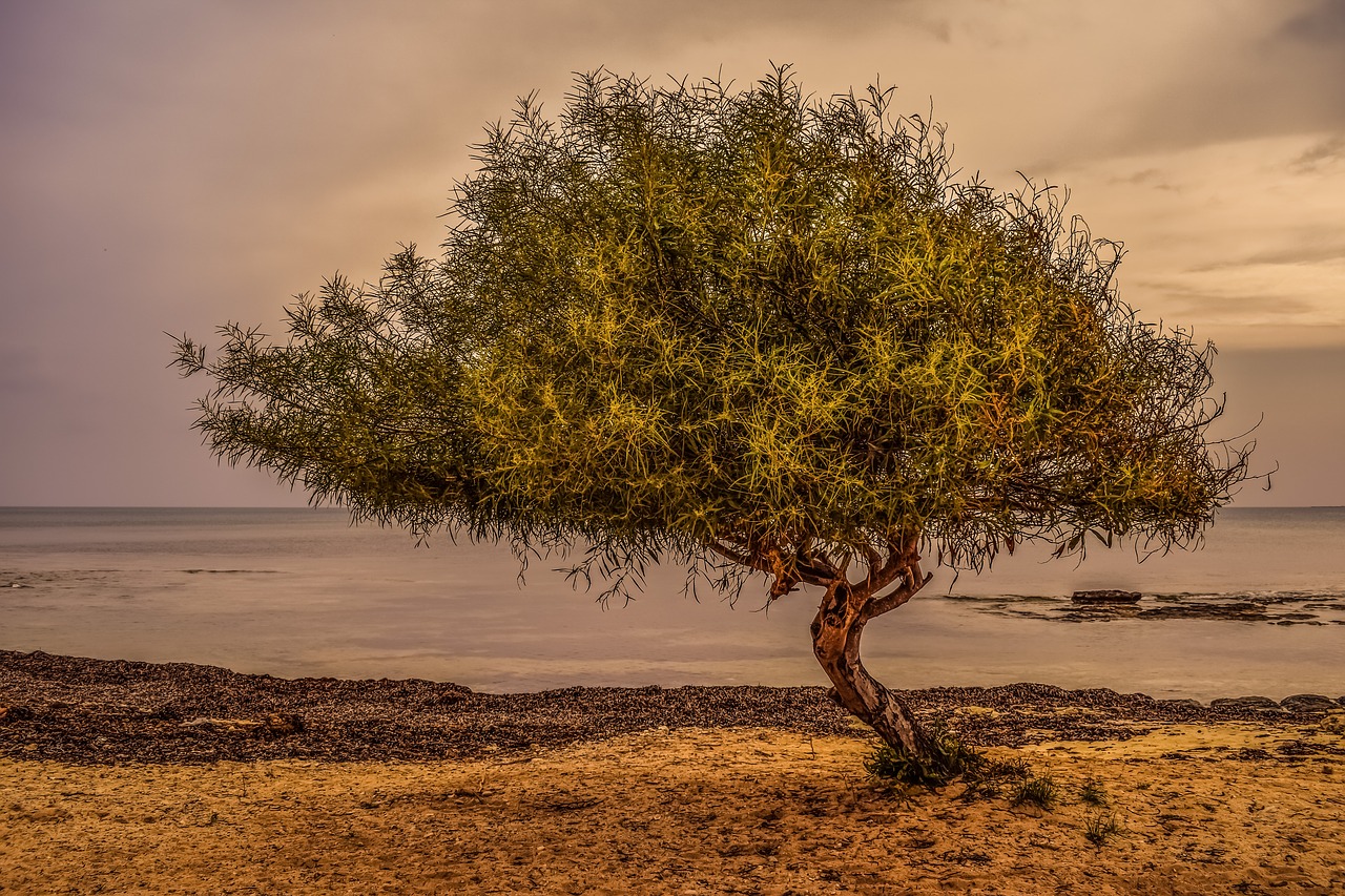 Image - tree sea beach seaweed nature