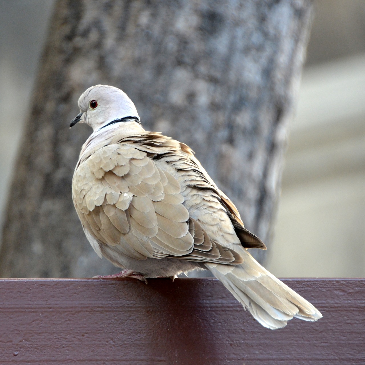 Image - dove bird animal feather birds