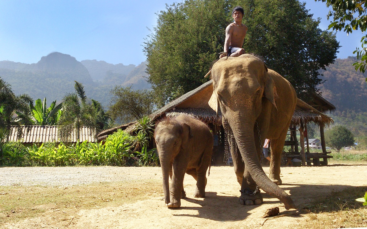 Image - elephants thailand travel