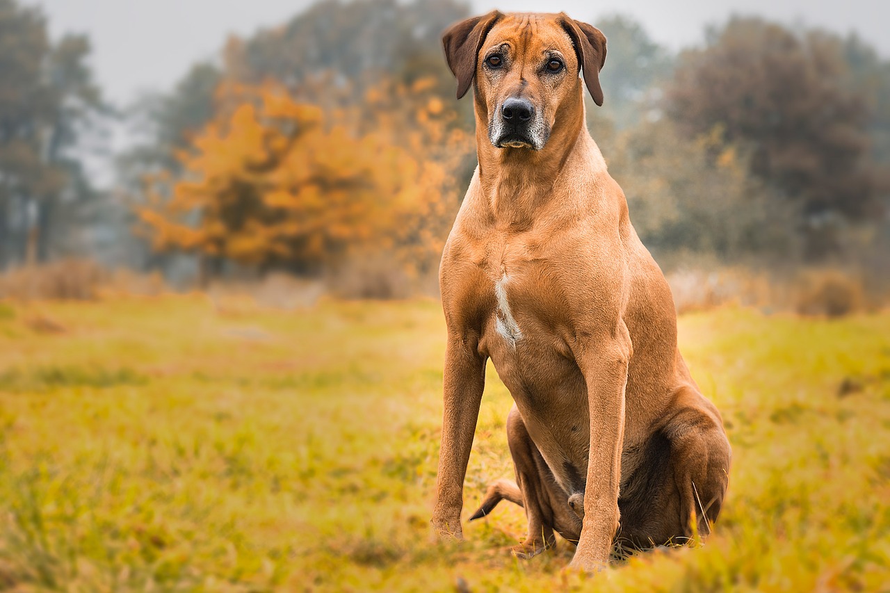 Image - dog rhodesian ridgeback animal pet