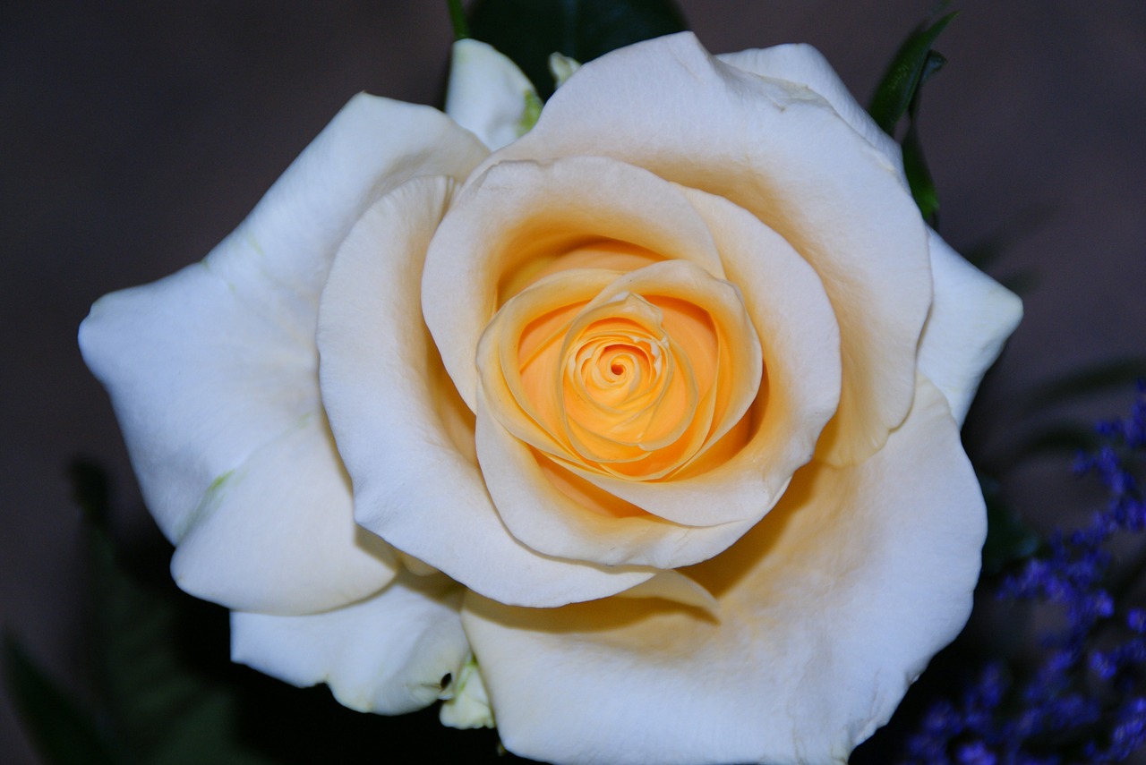 Image - rose yellow orange flower blossom