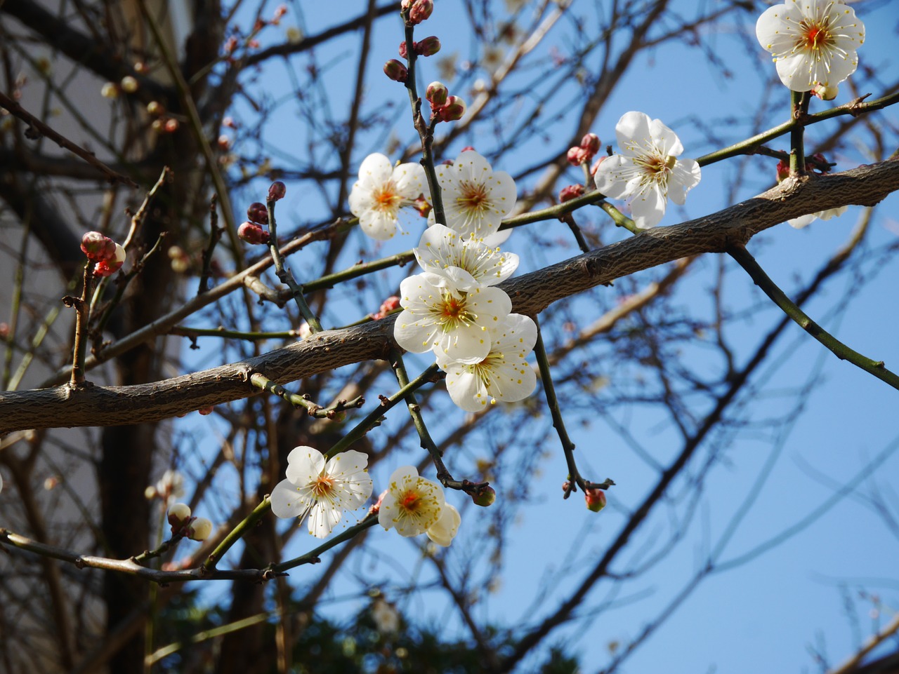 Image - plum blue sky flowers white blue