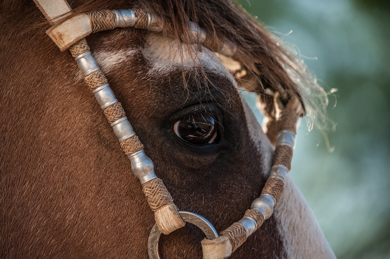 Image - horse farm field animals cattle