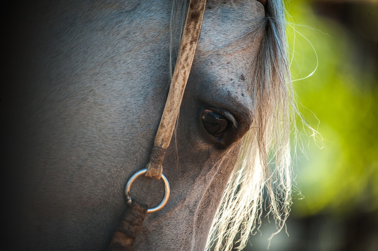 Image - horse farm field animals cattle