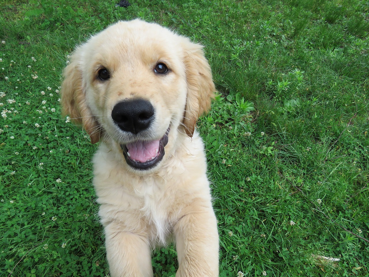 Image - golden retriever puppy happy