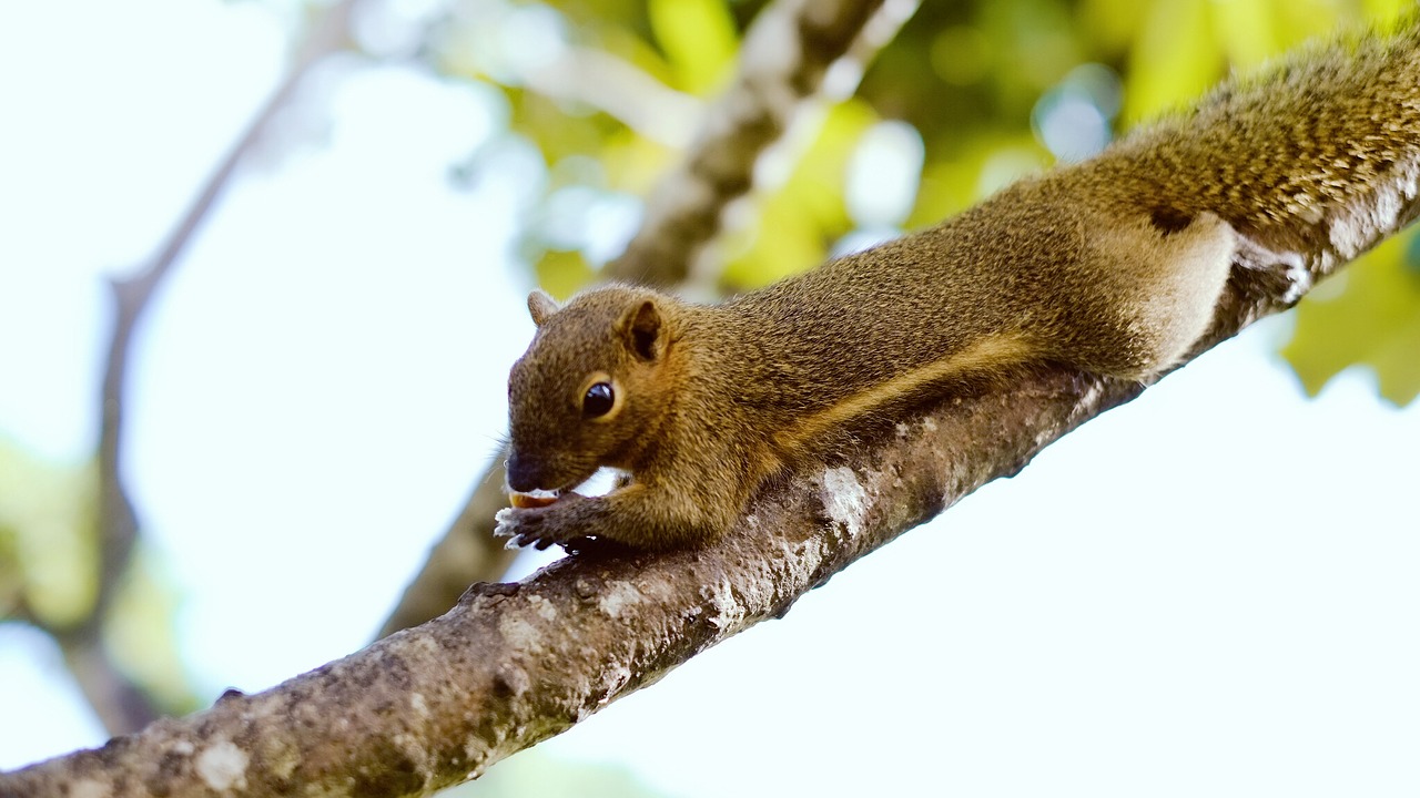 Image - squirrel bali animal cute eater