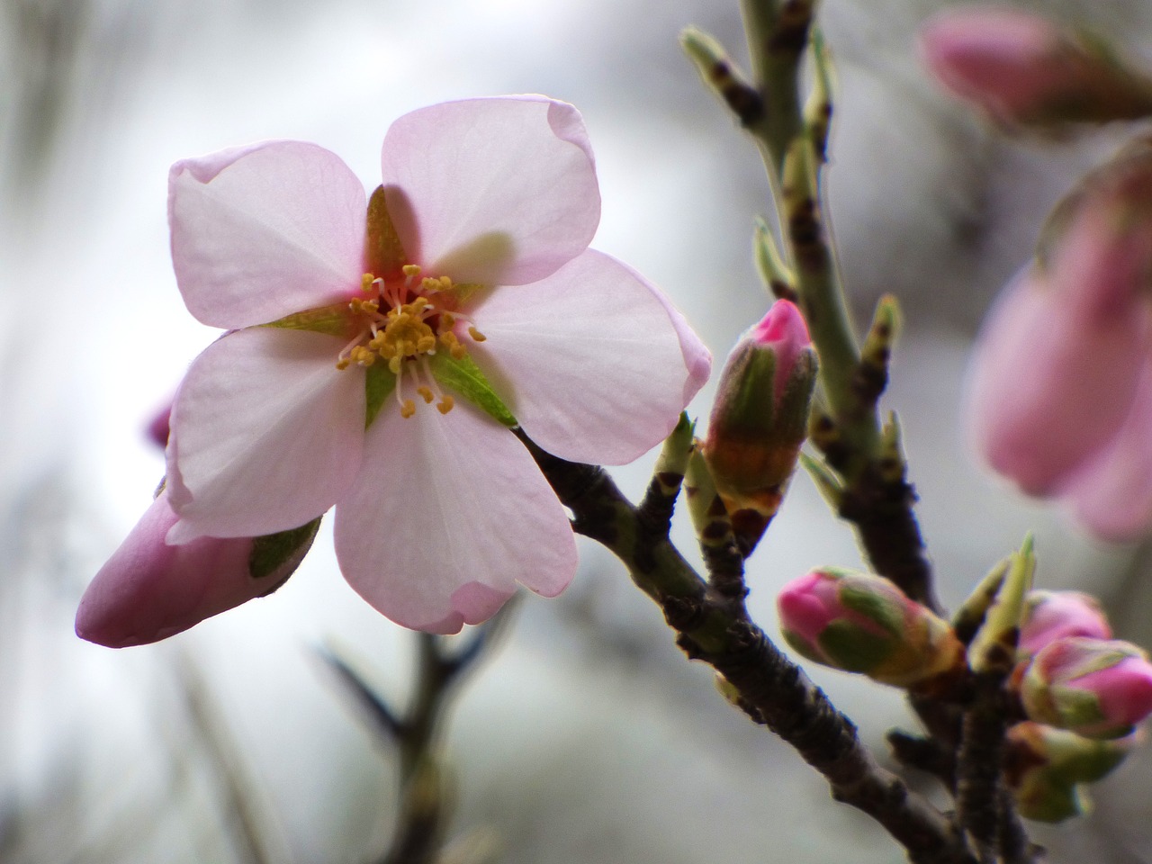 Image - flower almond tree florir sprout