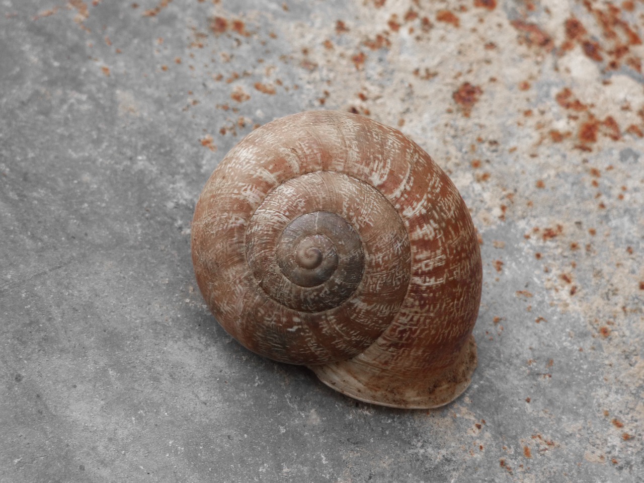 Image - snail shell spiral texture