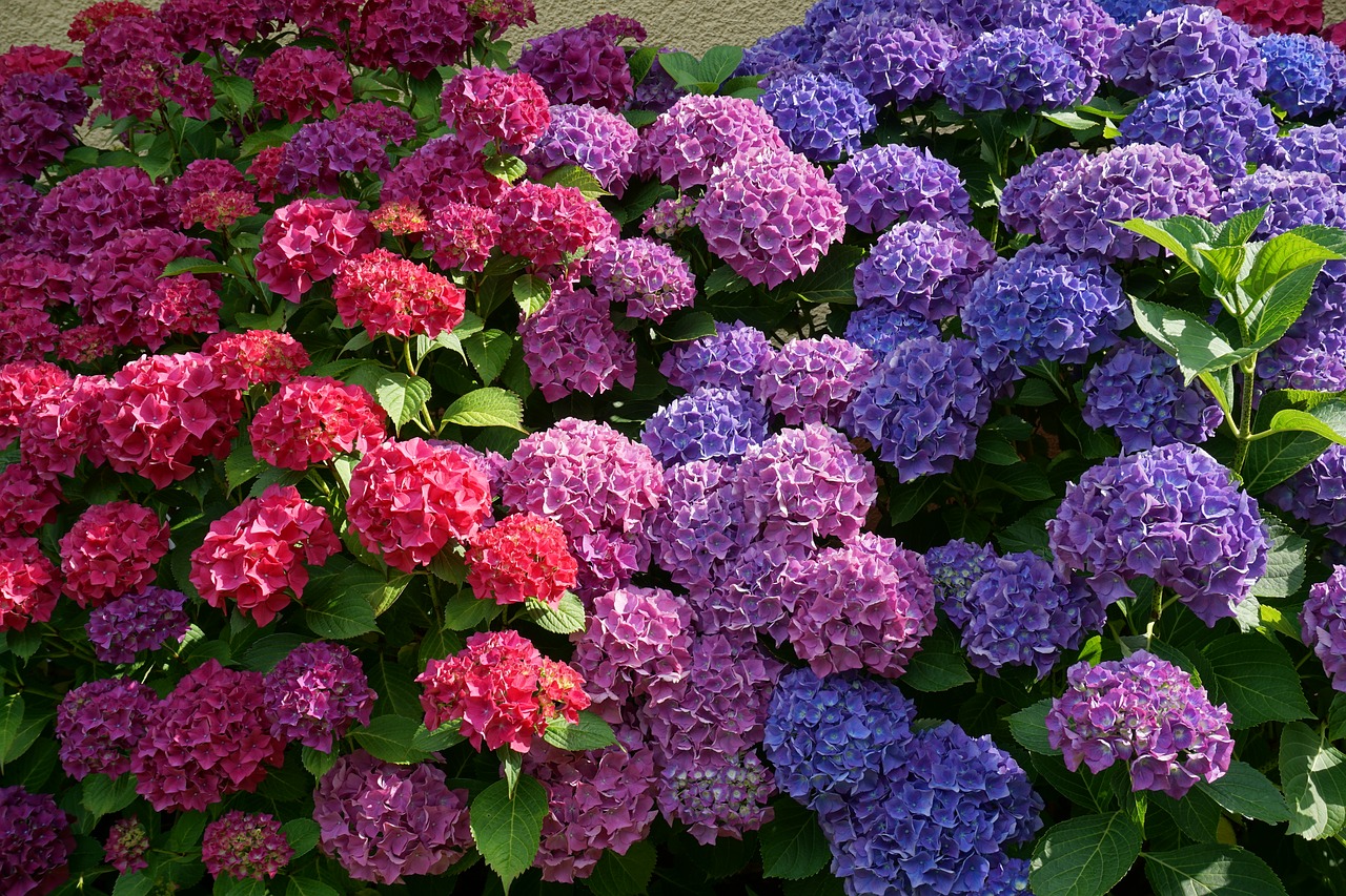 Image - flowers hydrangeas sun summer