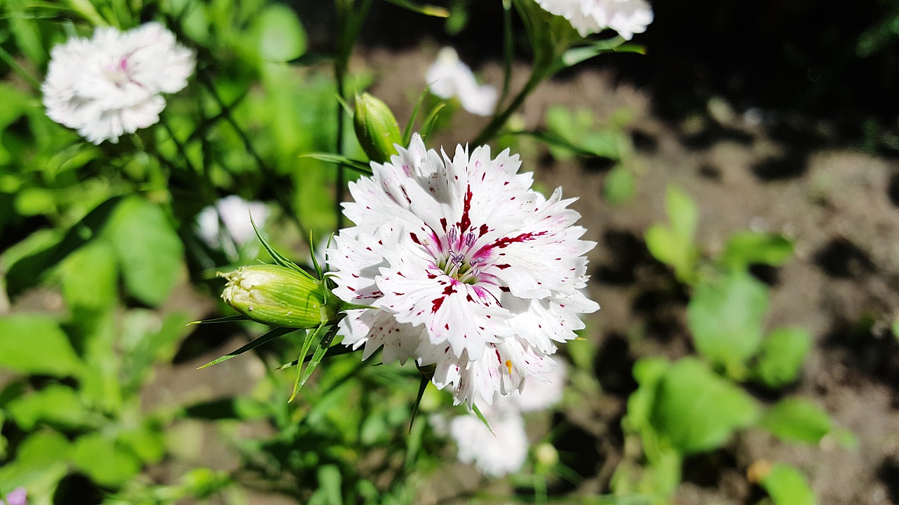 Image - dianthus carnation sweet william