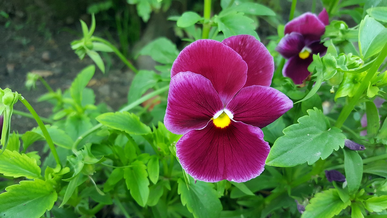 Image - pansy pansy flower viola tricolor