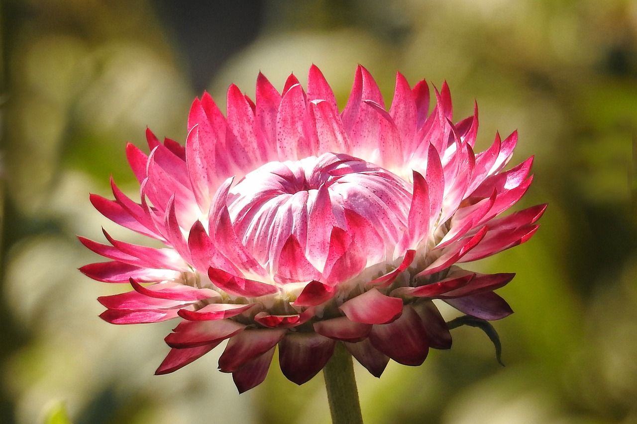 Image - autumn flower blossom bloom