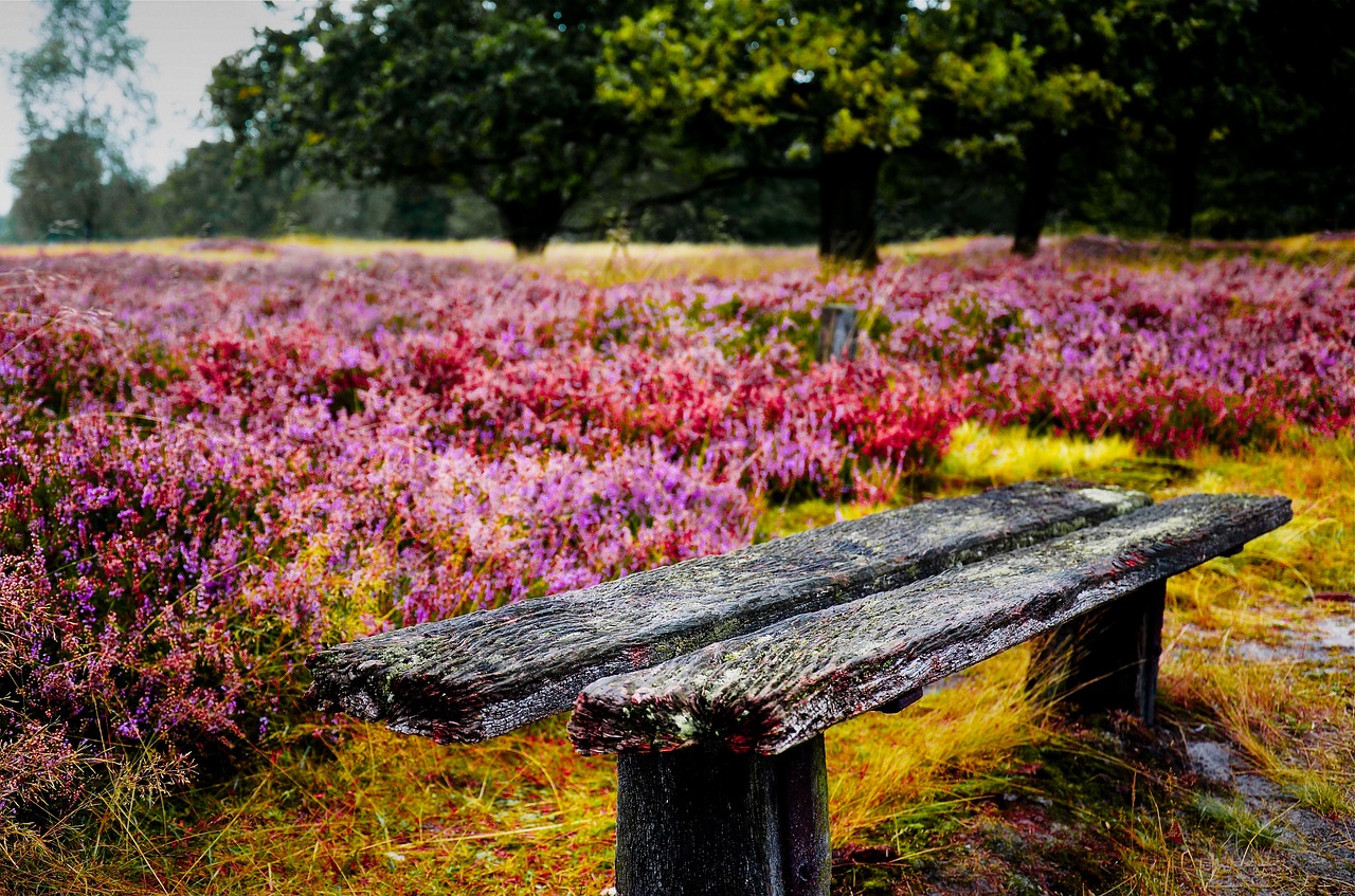 Image - bank heathland old romantic nature