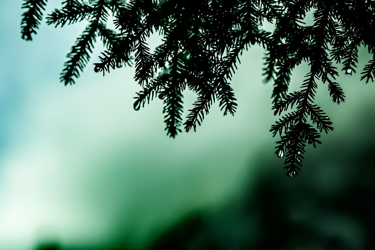 Image - pine drop turkey