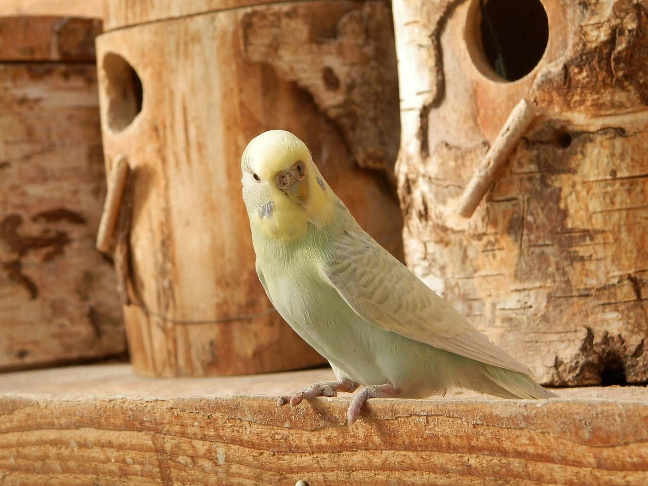 Image - parakeet parakeet corrugated wood