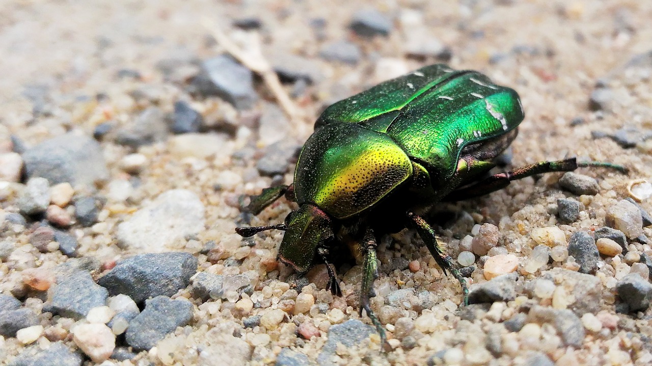 Image - beetle insect green nature closeup