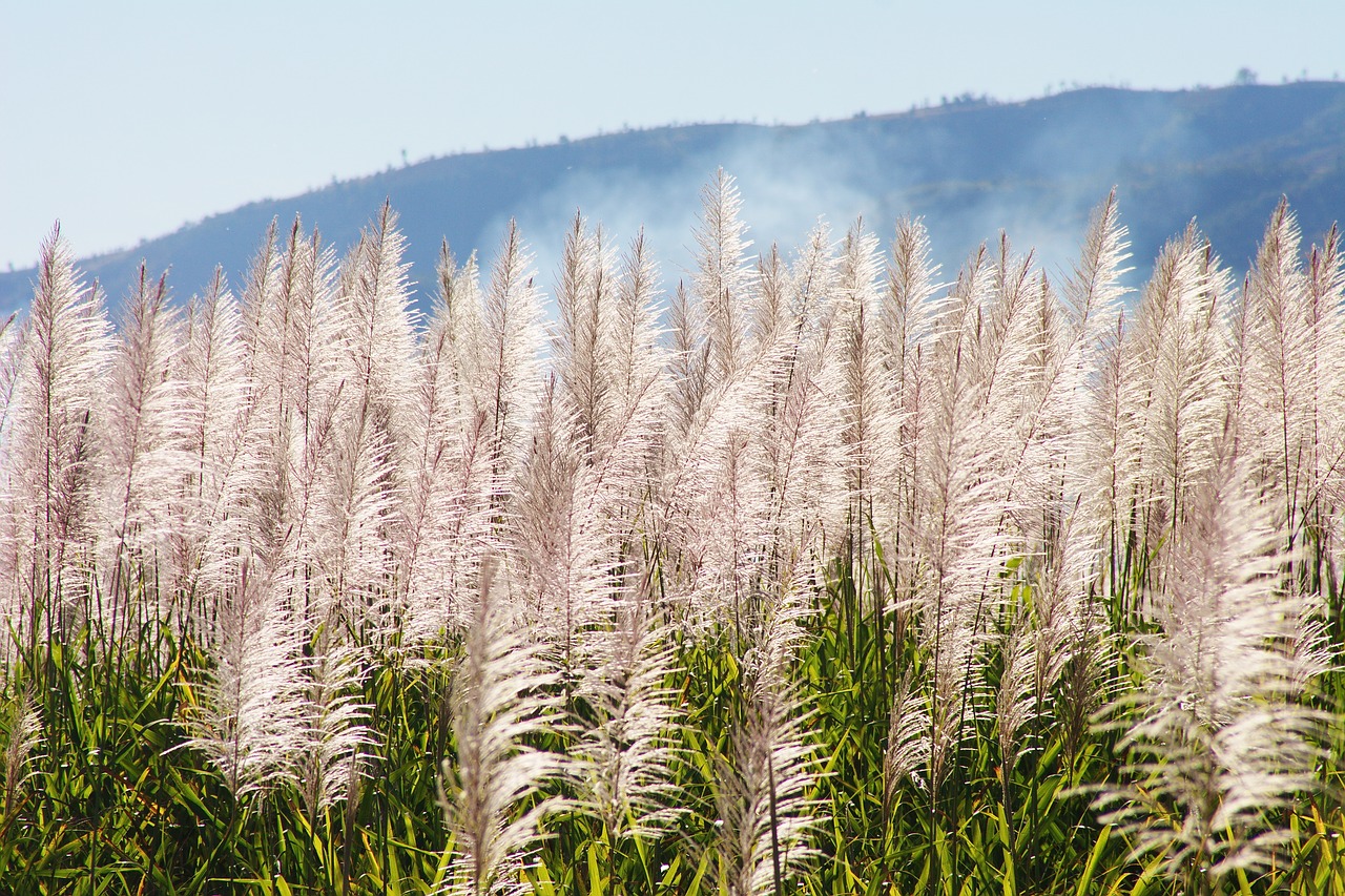 Image - morning mist mood landscape grass