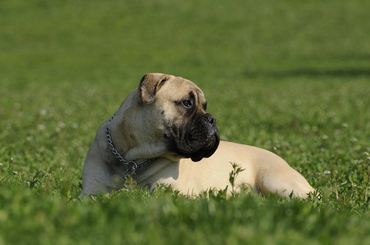 Image - bullmastiff dog grass