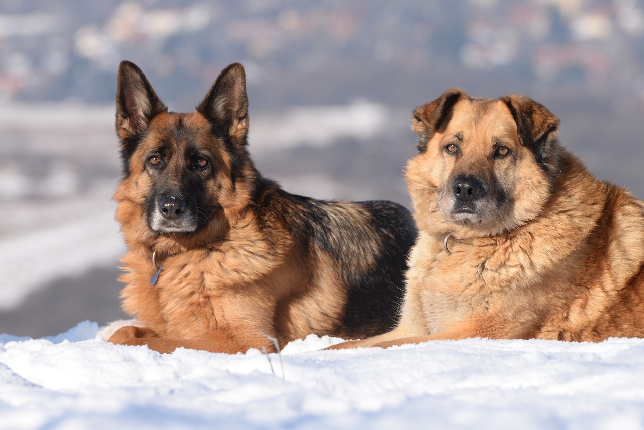 Image - dog winter snow landscape